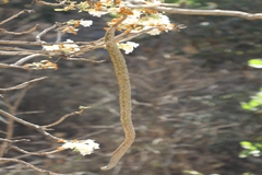 Radermachera xylocarpa